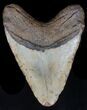Bargain Megalodon Tooth - North Carolina #32910-2